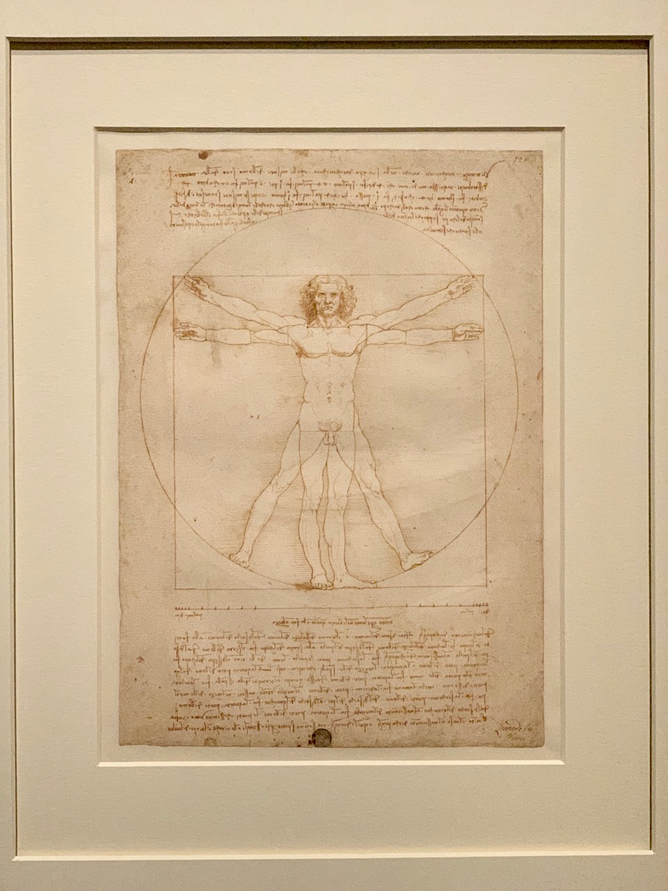 l'homme de Vitruve - Léonard de Vinci